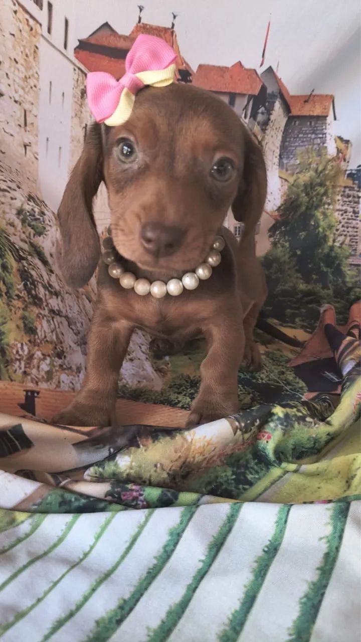 Dachshund Kaninchen filhote