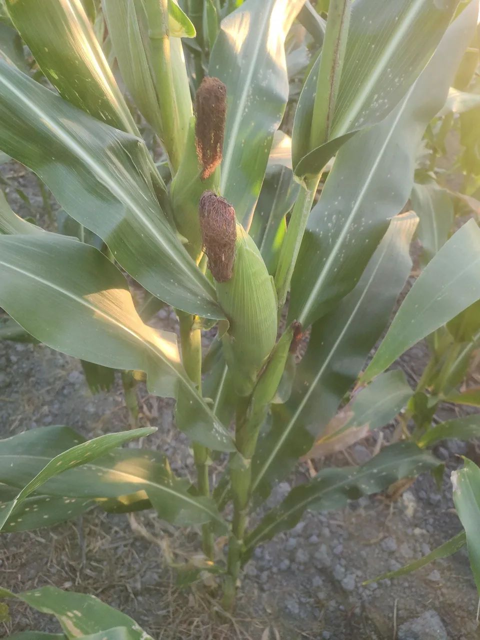 Milho verde  - Foto 3