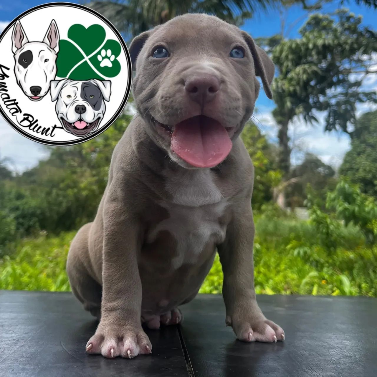 Pit Monster, filhotes com garantia e Pedigree - Foto 3