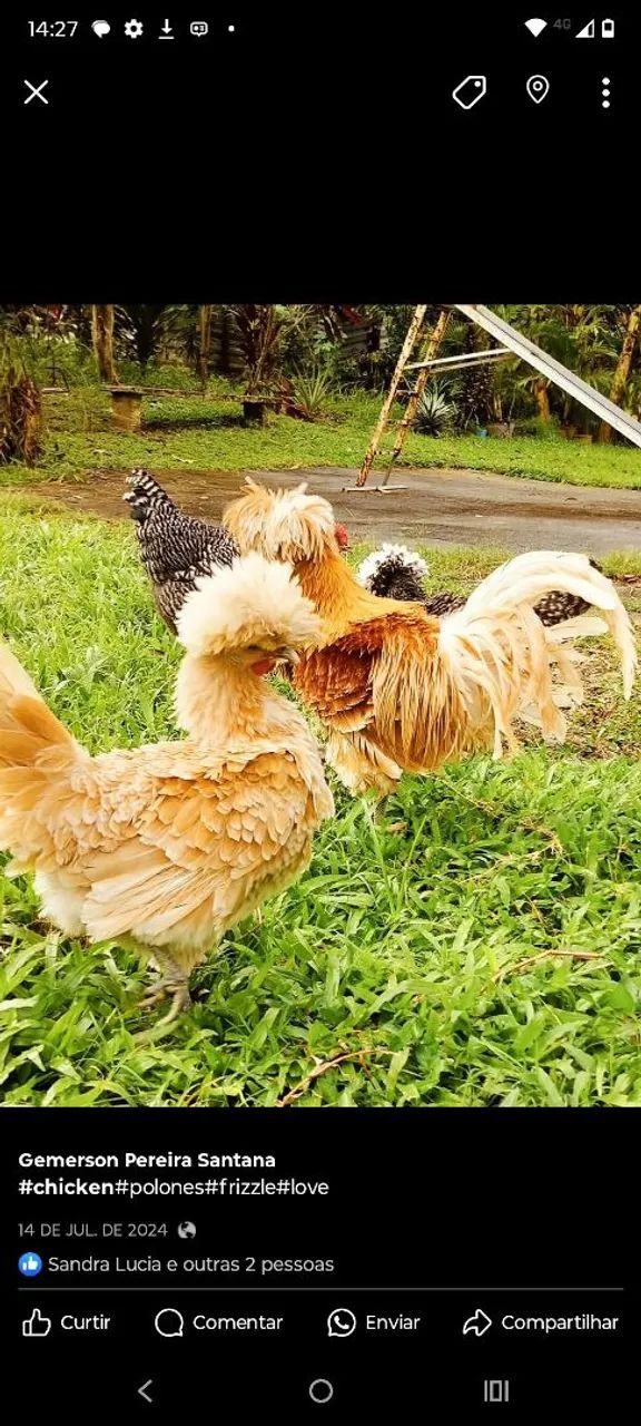 Aves Ornamentais  - Foto 2