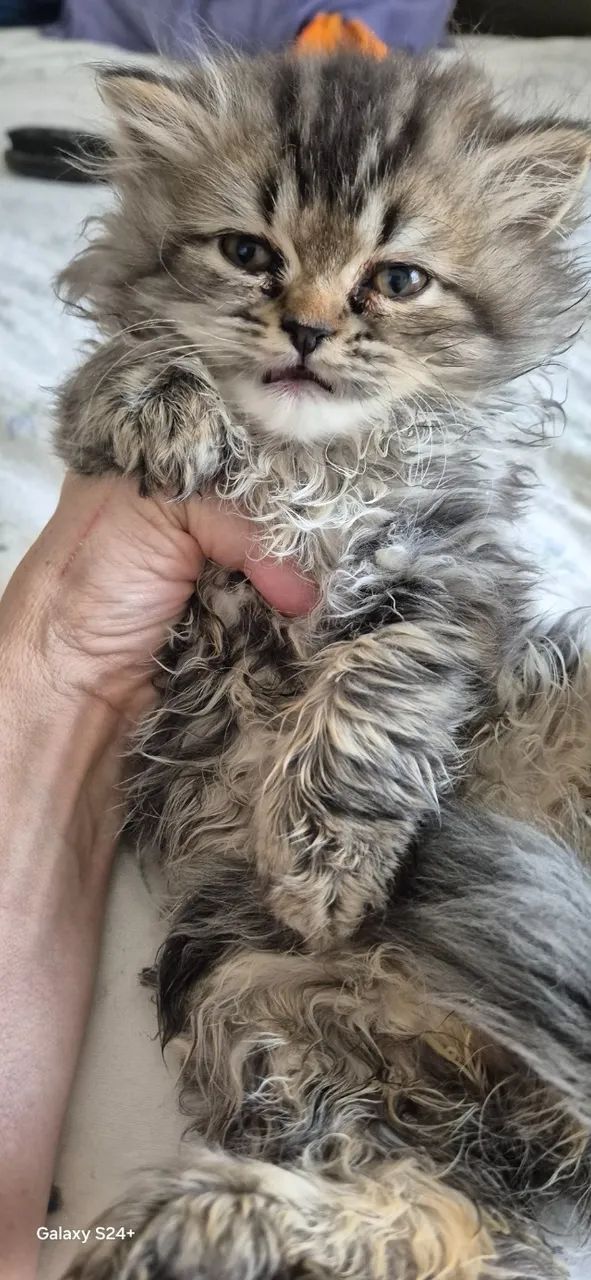 Gatinhos Persa em São Paulo  preço black Friday direto com criador. - Foto 2