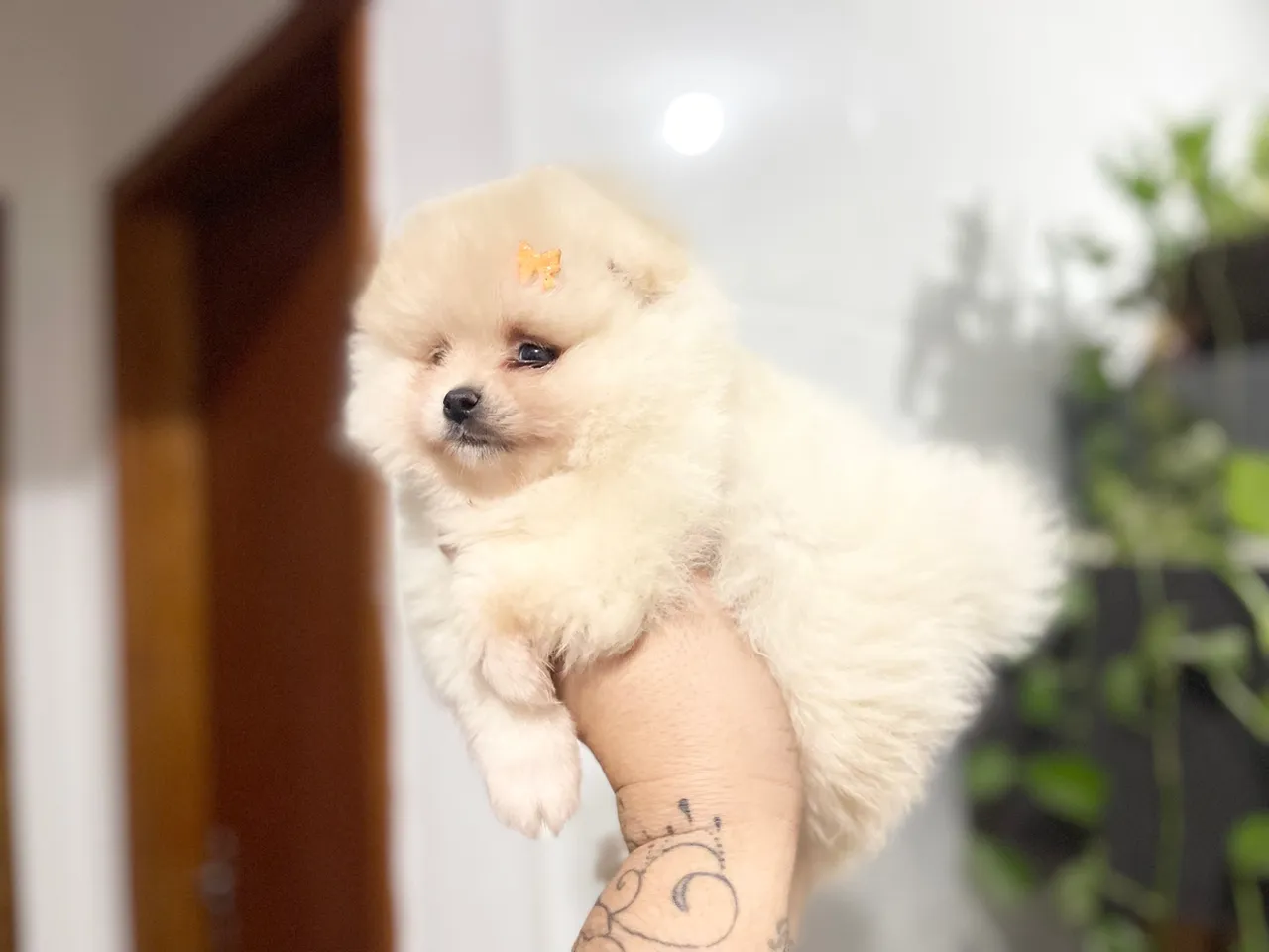 Maravilhosa Fêmea Mini Lulu 