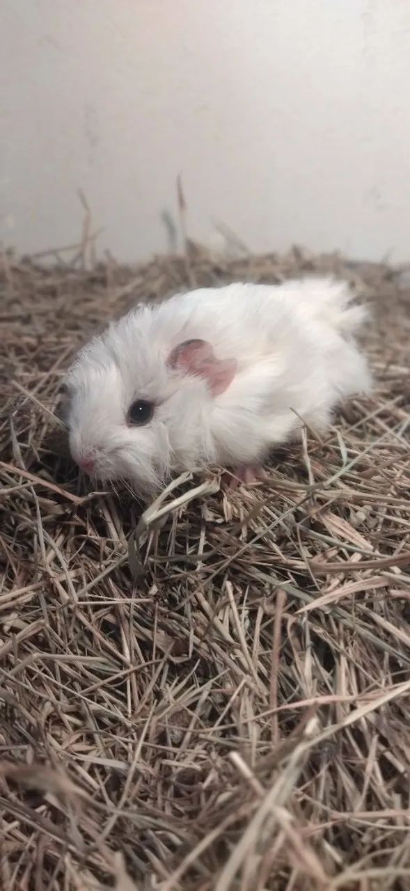 Porquinhas da India Abissínio - Lindas  - Foto 4