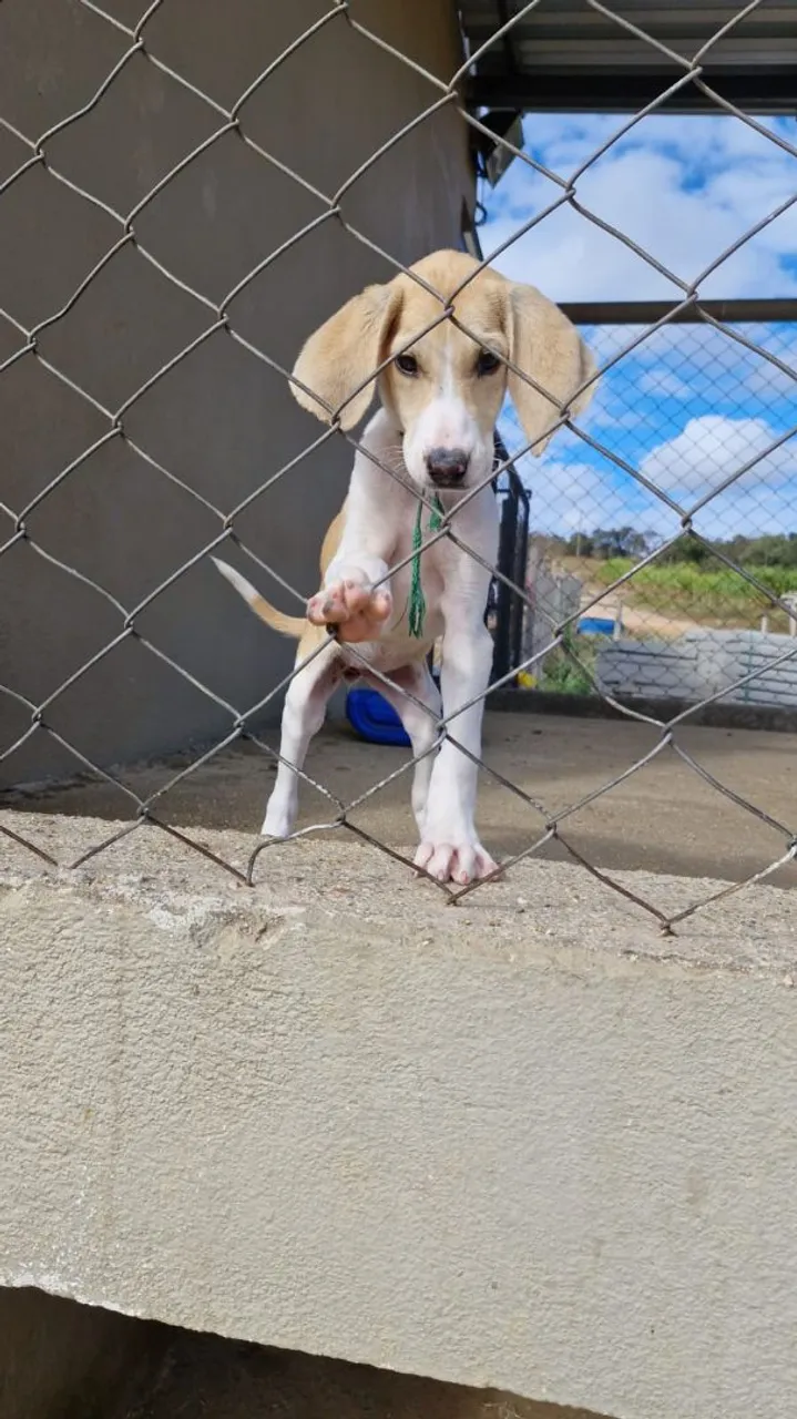 Filhote Americano caçador