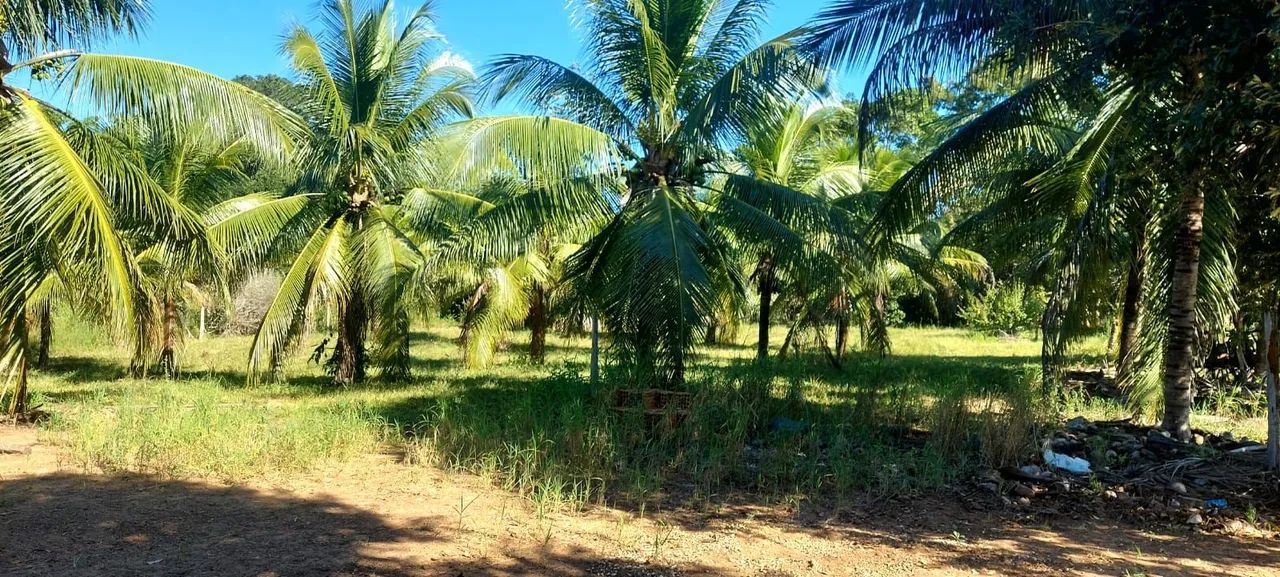 Fazenda entre Palmas to e Barrolândia to - Foto 3
