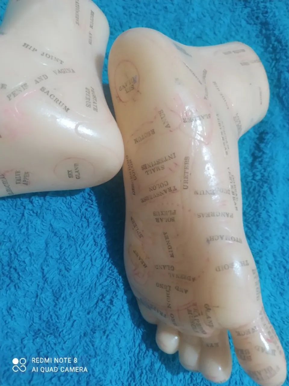 Modelo Anatômico Par De Pés Para Reflexologia - 19 Cm