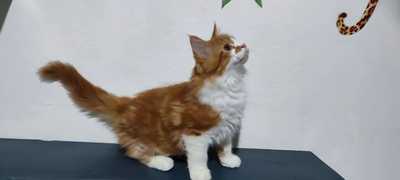 Maine coon filhotes  - Foto 2