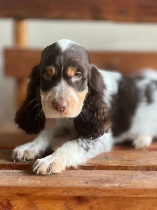 Cocker Spaniel ingles todas as cores