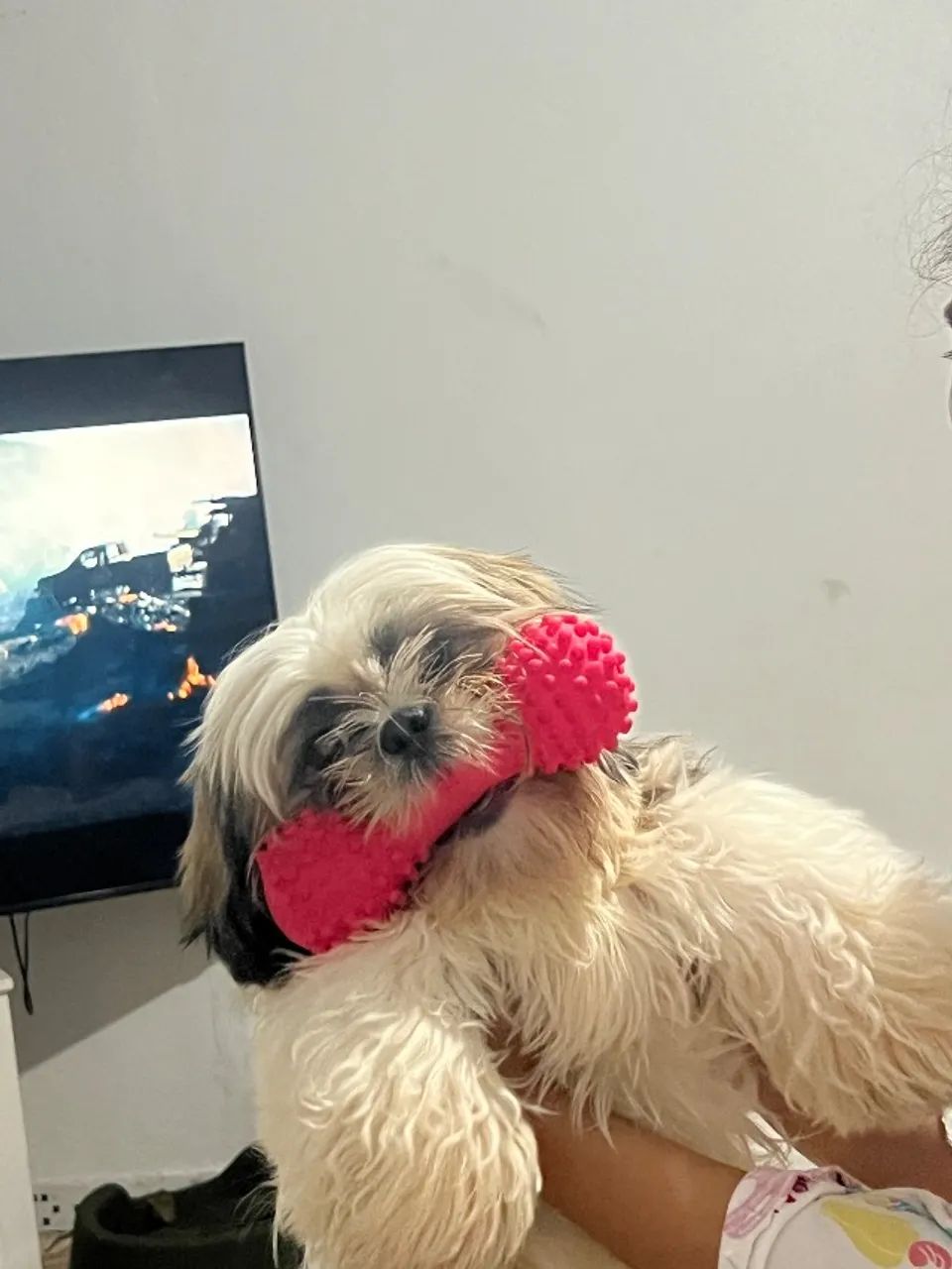 Cachorro 