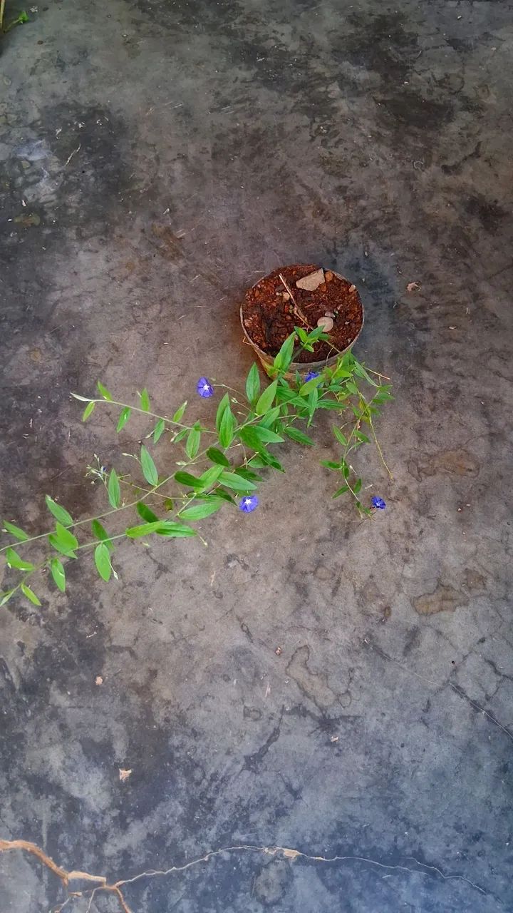 Azulzinha das folhas finas  - Foto 5