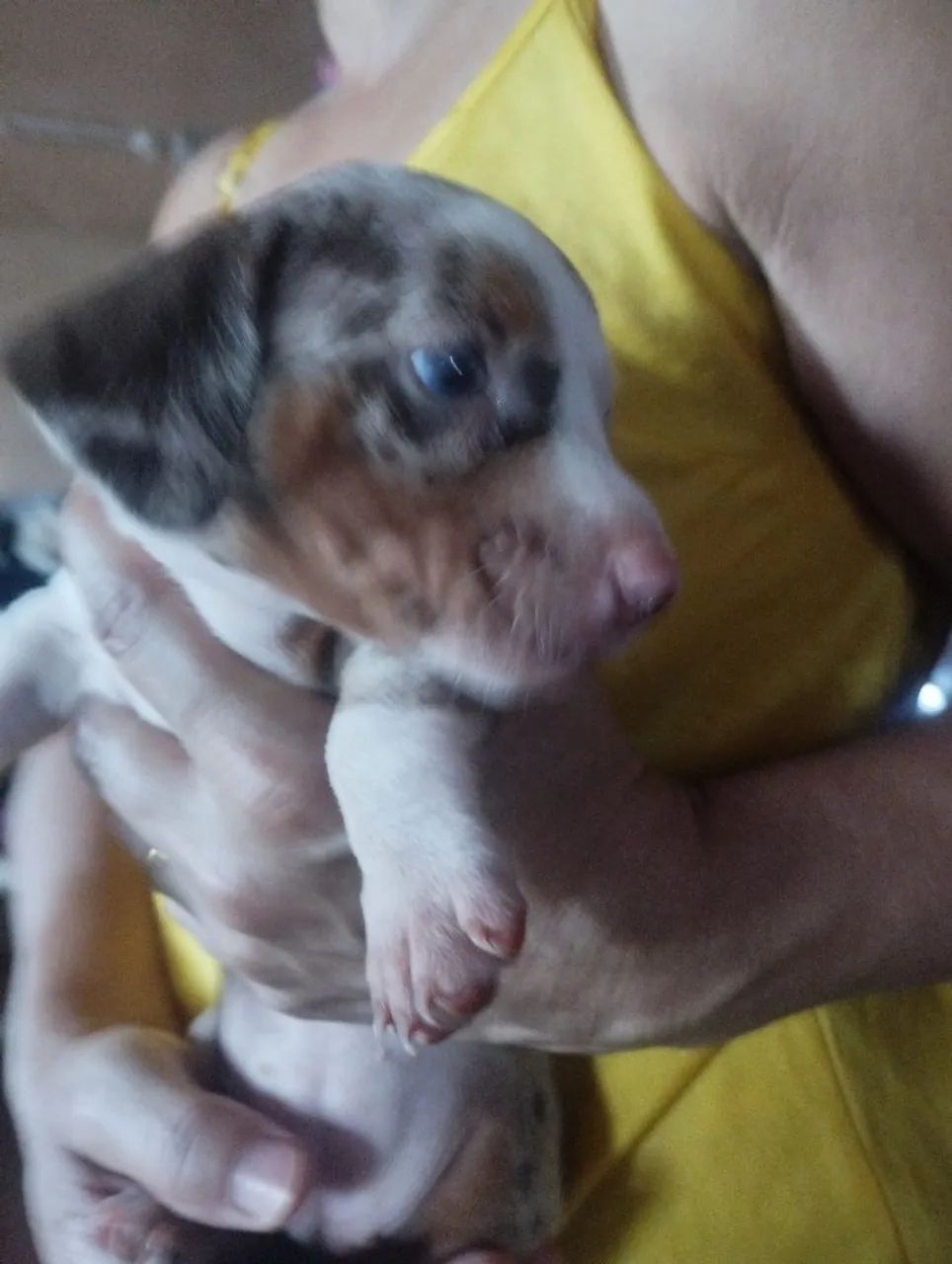 Daschund Kanichen  - Foto 2