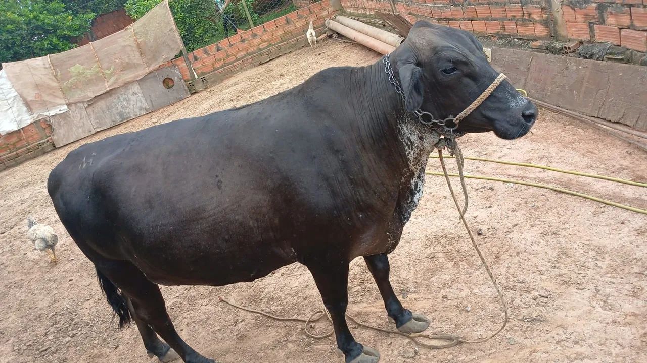 Vende uma vaca 