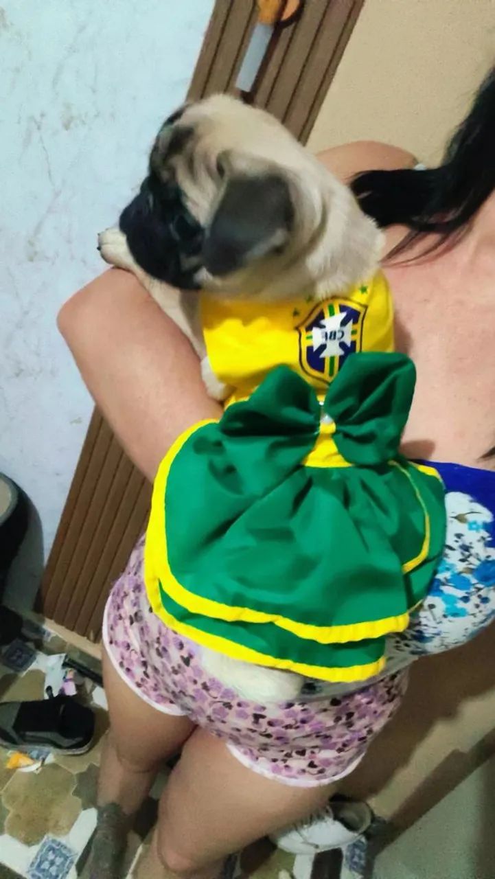 Cachorrinha pug  - Foto 2