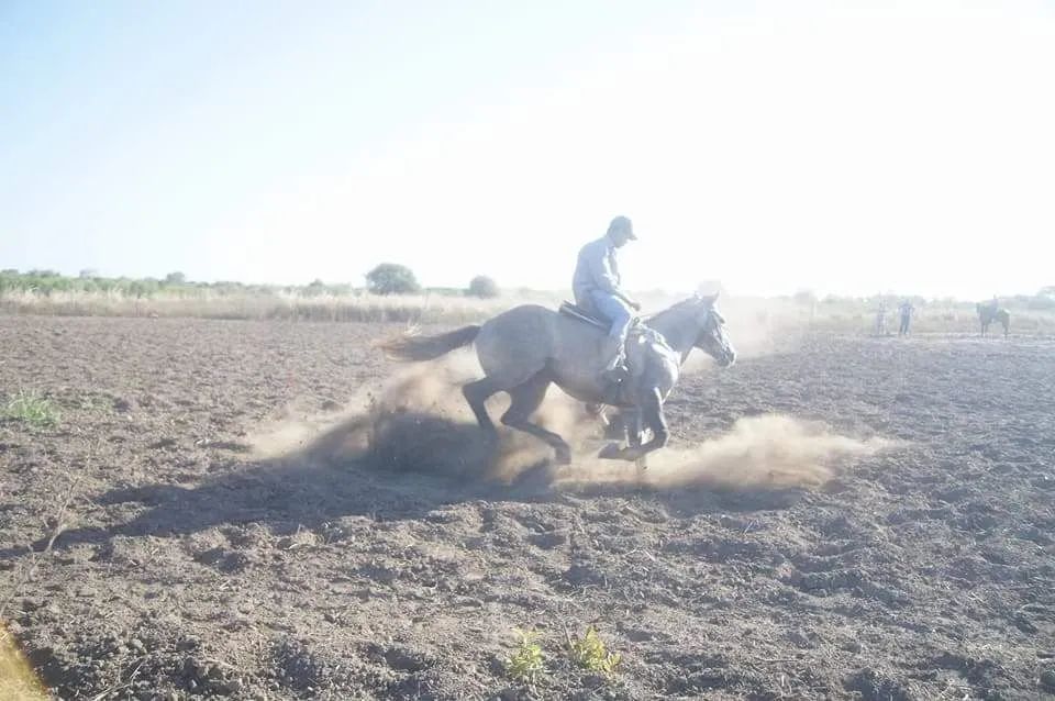Cavalo quatro de minha  - Foto 3