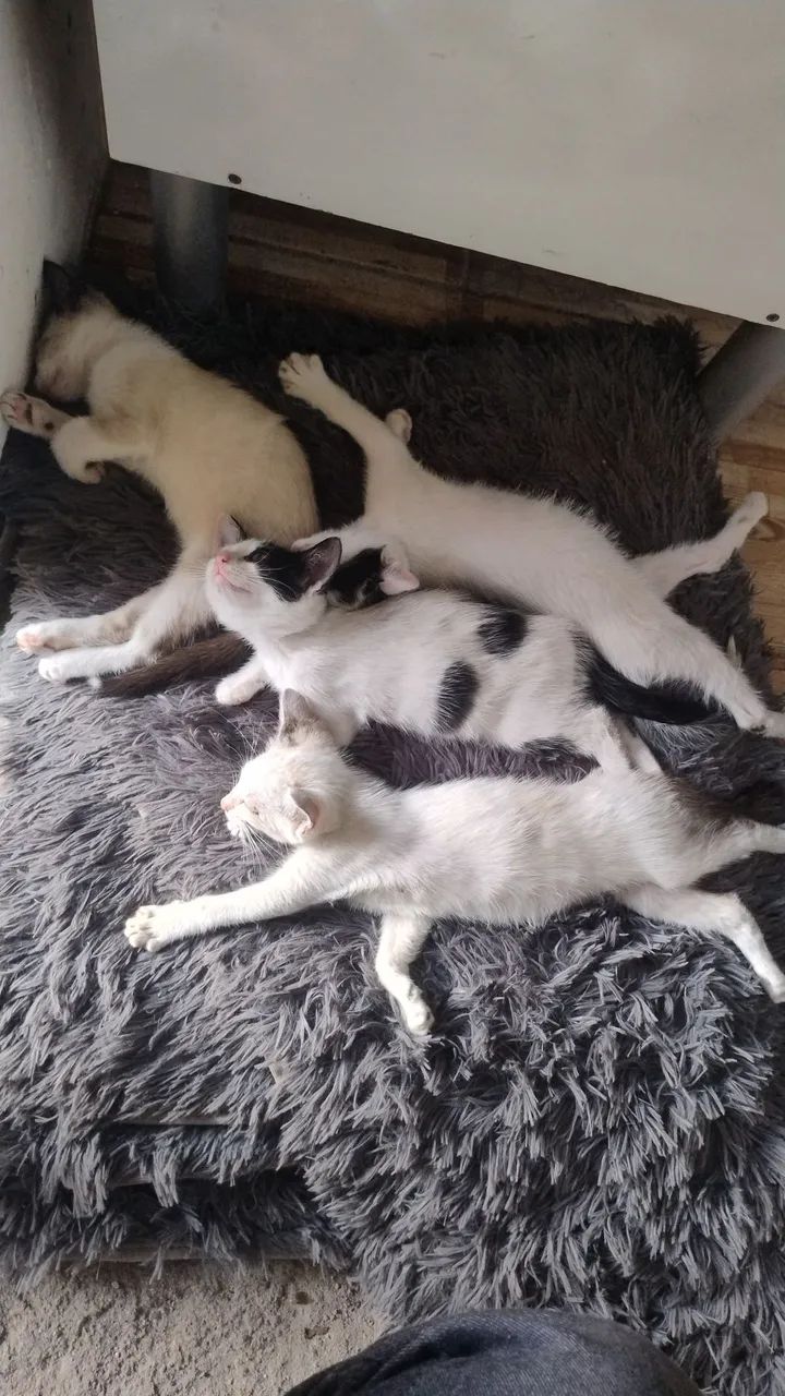 Adoção Gatos Filhotes  - Foto 3