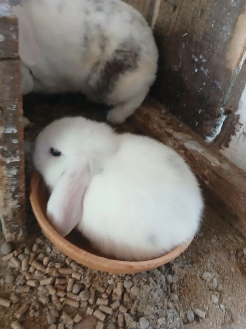 Lindos  coelhos loop uruguaio 