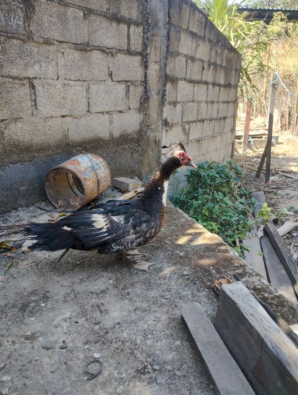 Pato macho - Foto 2