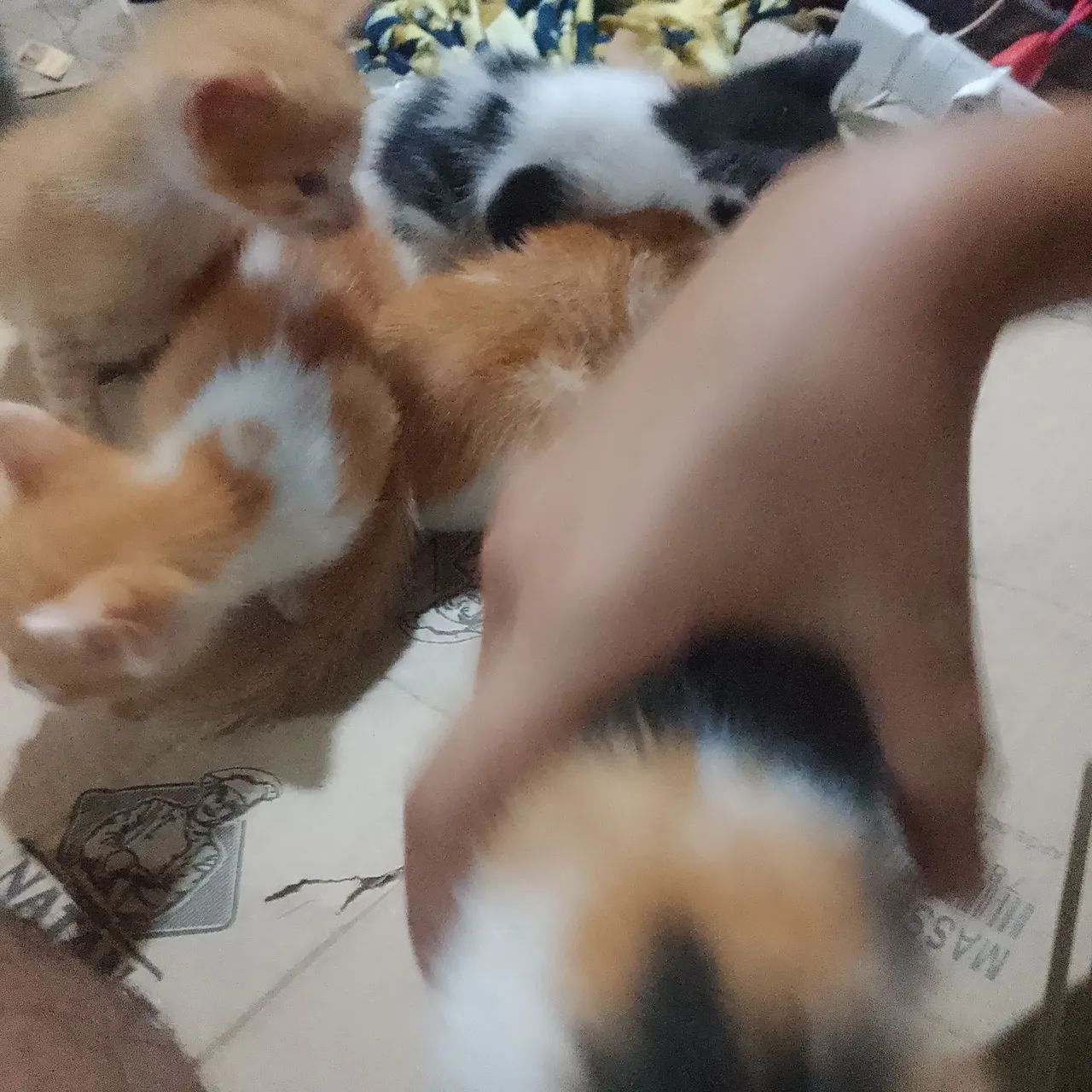 Doação de gatinho  - Foto 3