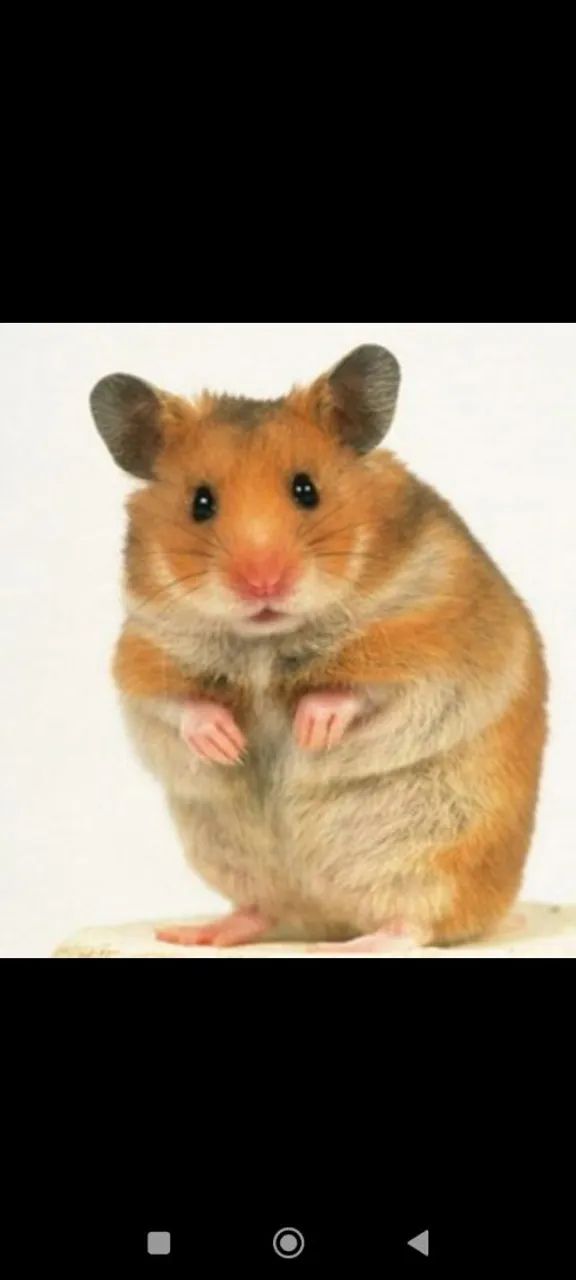 Hamster fofinhos - Foto 3