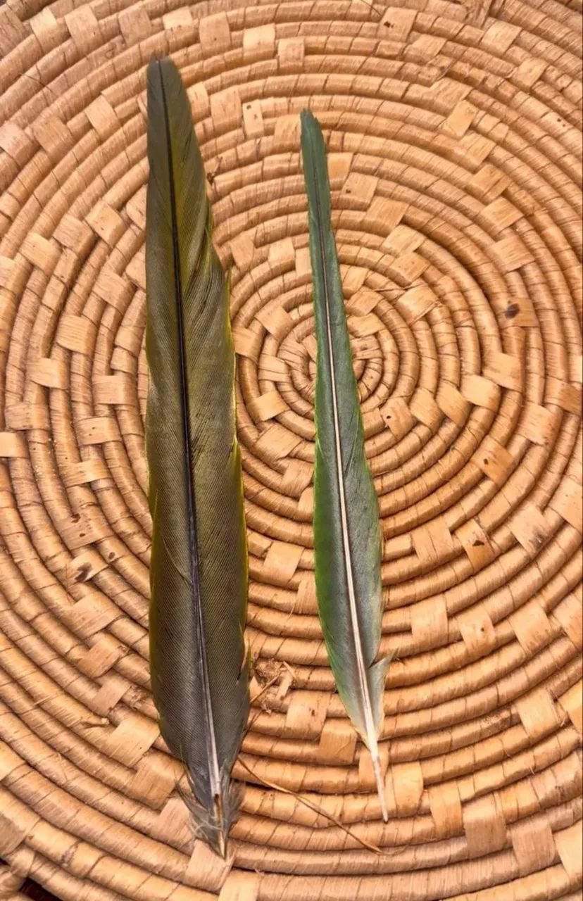 Penas de ave coletada na natureza  - Foto 2