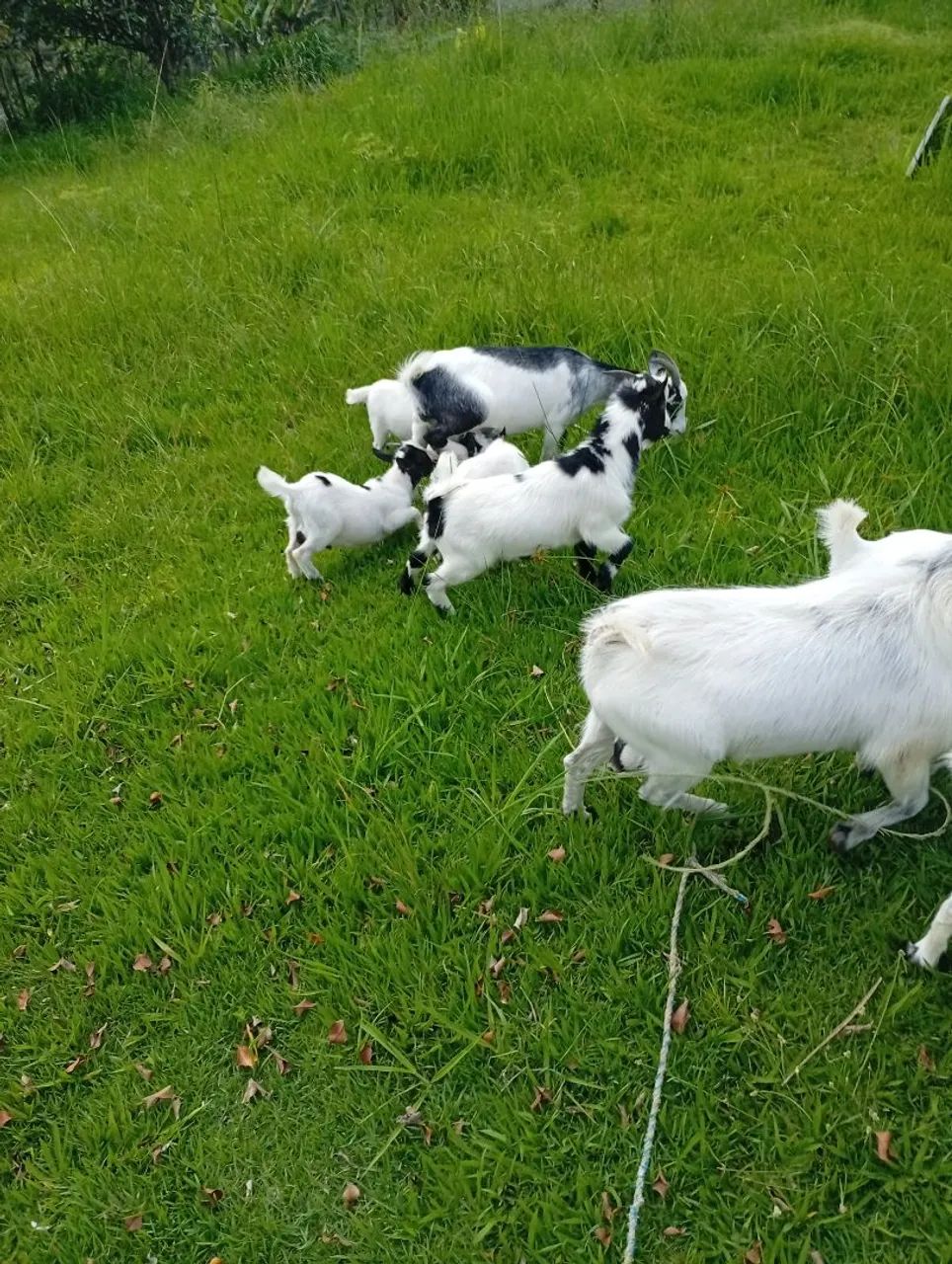 Mini cabra  - Foto 3