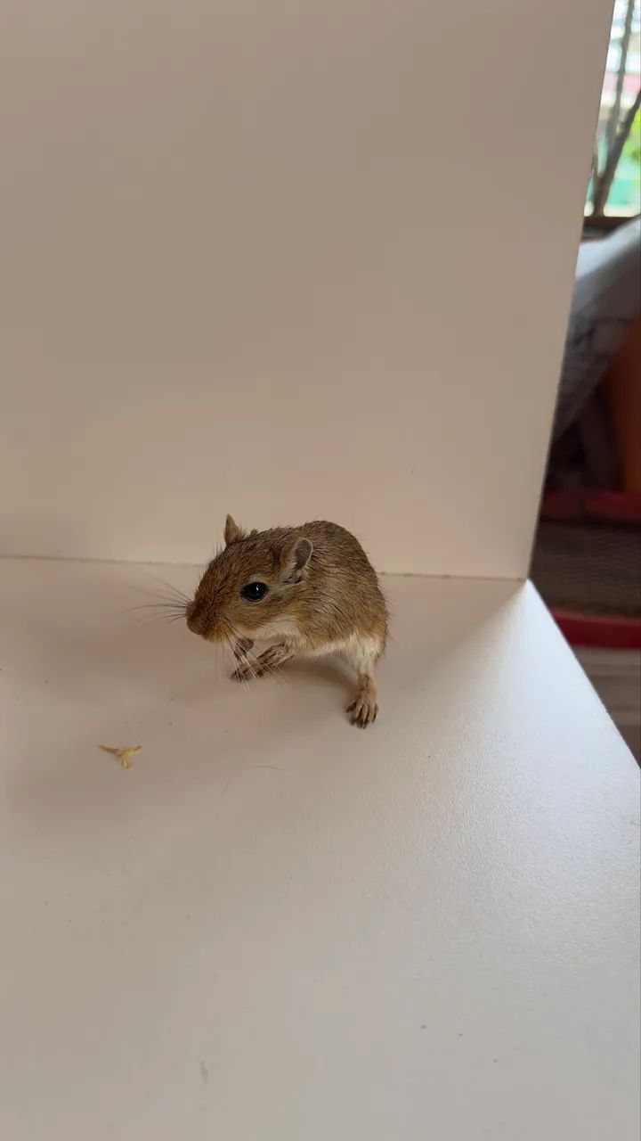 VENDO ESQUILO DA MONGÓLIA, MACHO PÉROLA ALBINO E FÊMEA AGOUTI MARROM R$ 150,00 DOIS - Foto 3
