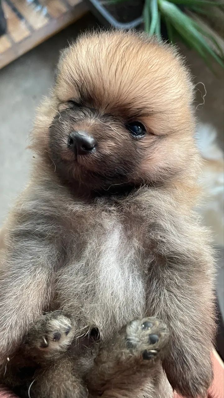 Lulu da pomeranea - Foto 5