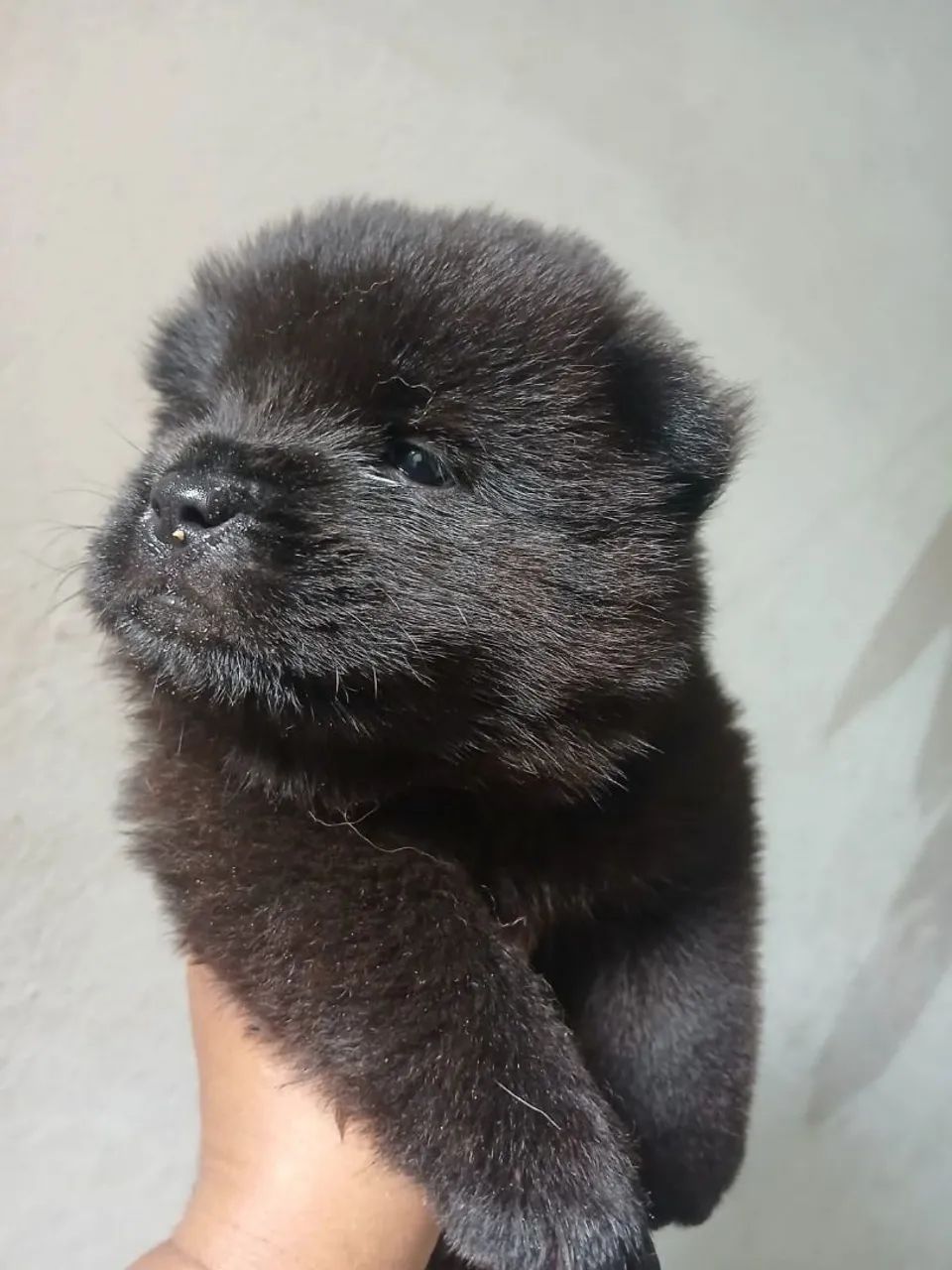 VENDE-SE CACHORROS CHOW CHOW - Foto 2
