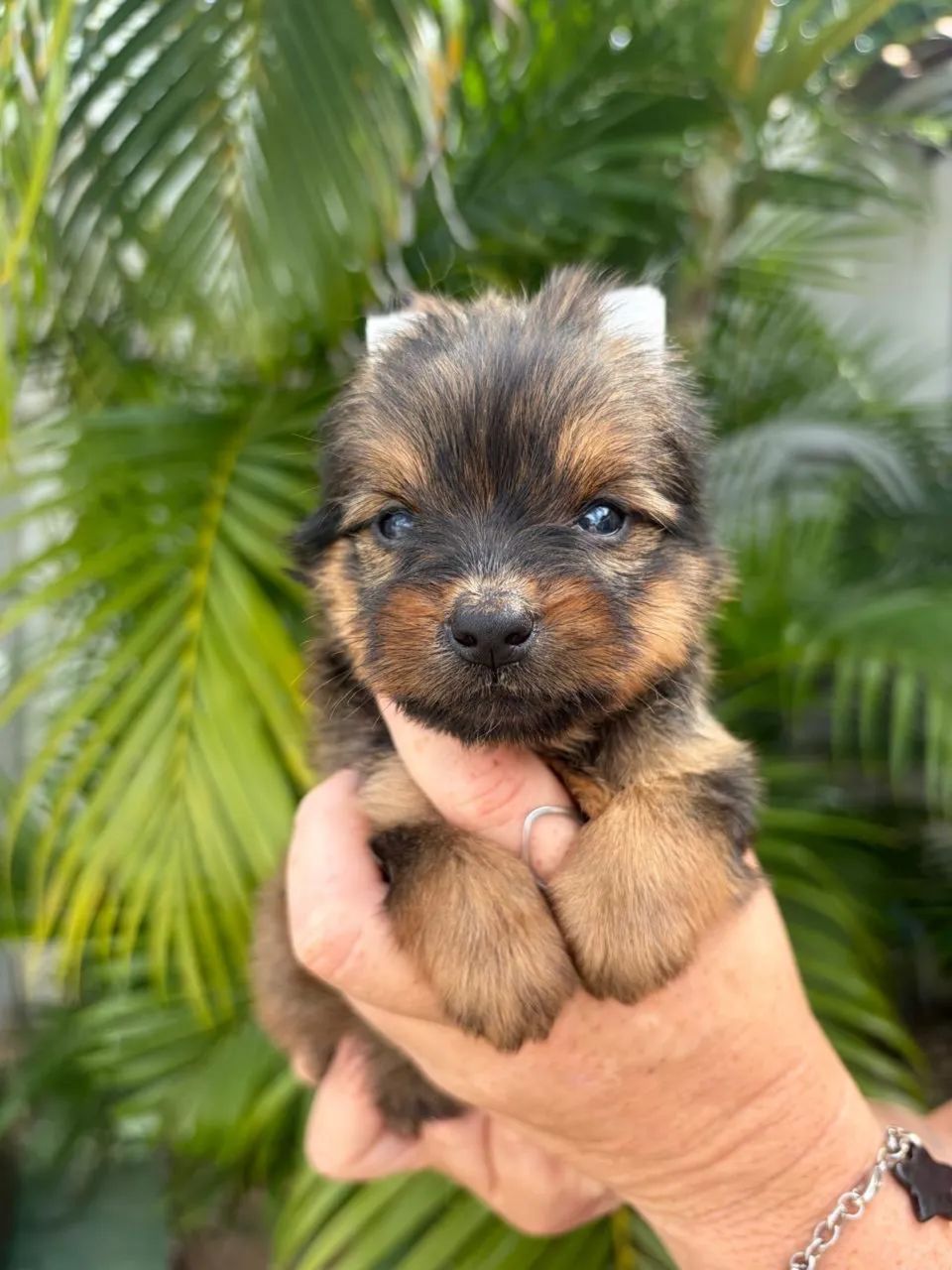 Yorkshire terrier macho - Foto 3