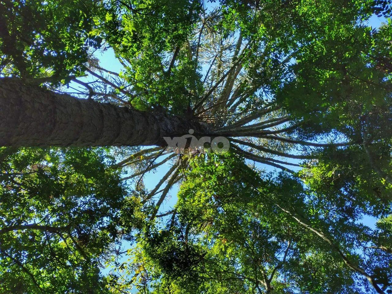 SÍTIO EM NOVA PETRÓPOLIS - Foto 4