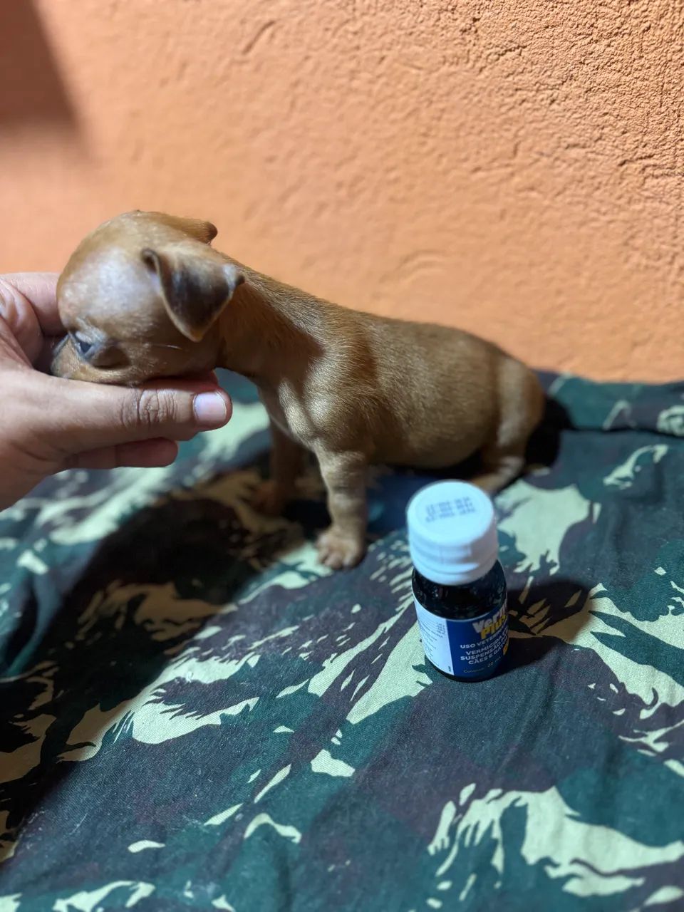 Filhotes Pinscher micro e zerinho  - Foto 5