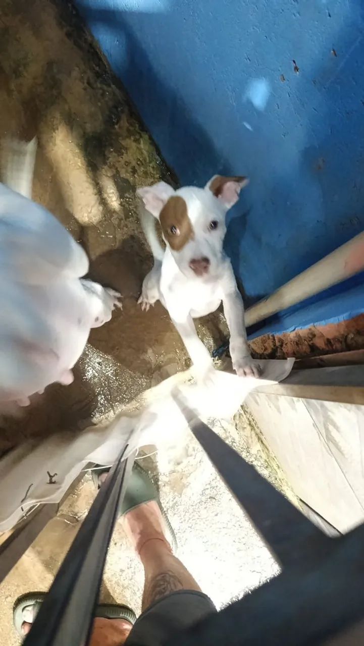Filhotes de Pit Bull  - Foto 4