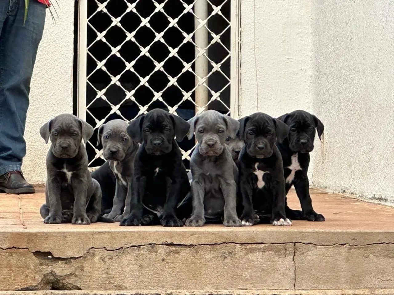 Cachorro  - Foto 4