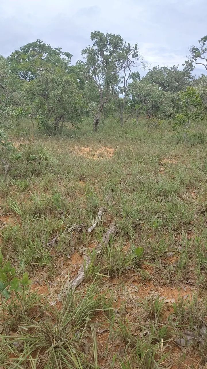 Imóvel Rural a Venda  - Foto 2