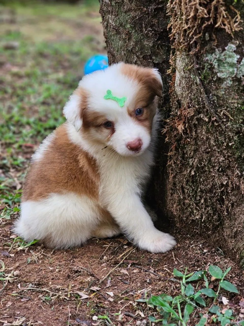 Border Collie  | @Canilalesnewworld