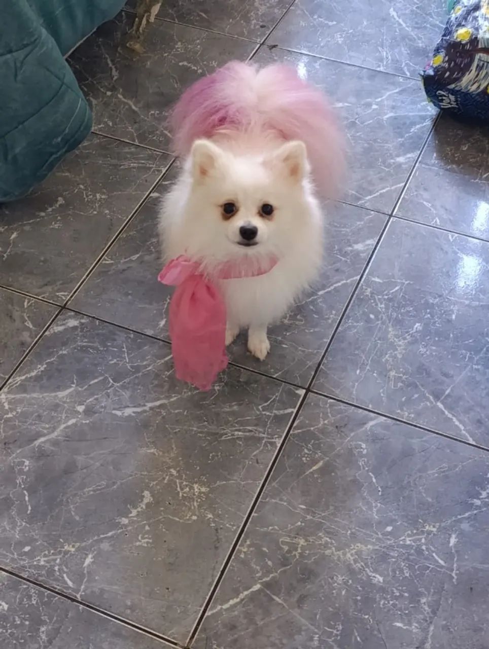 procura uma namorada para meu splitz alemão - Foto 2