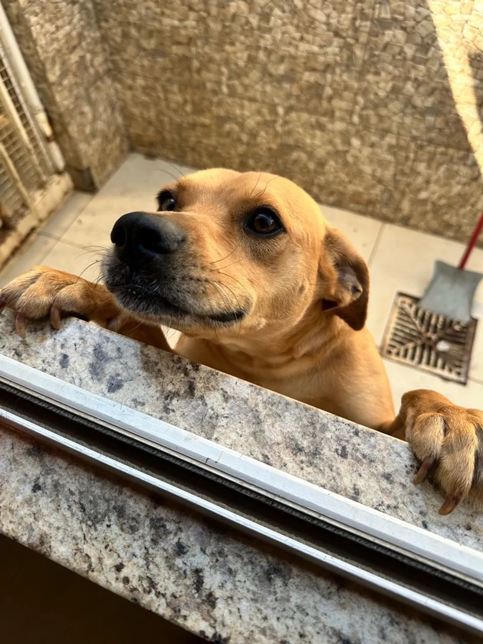 Cachorro - Doação  - Foto 3