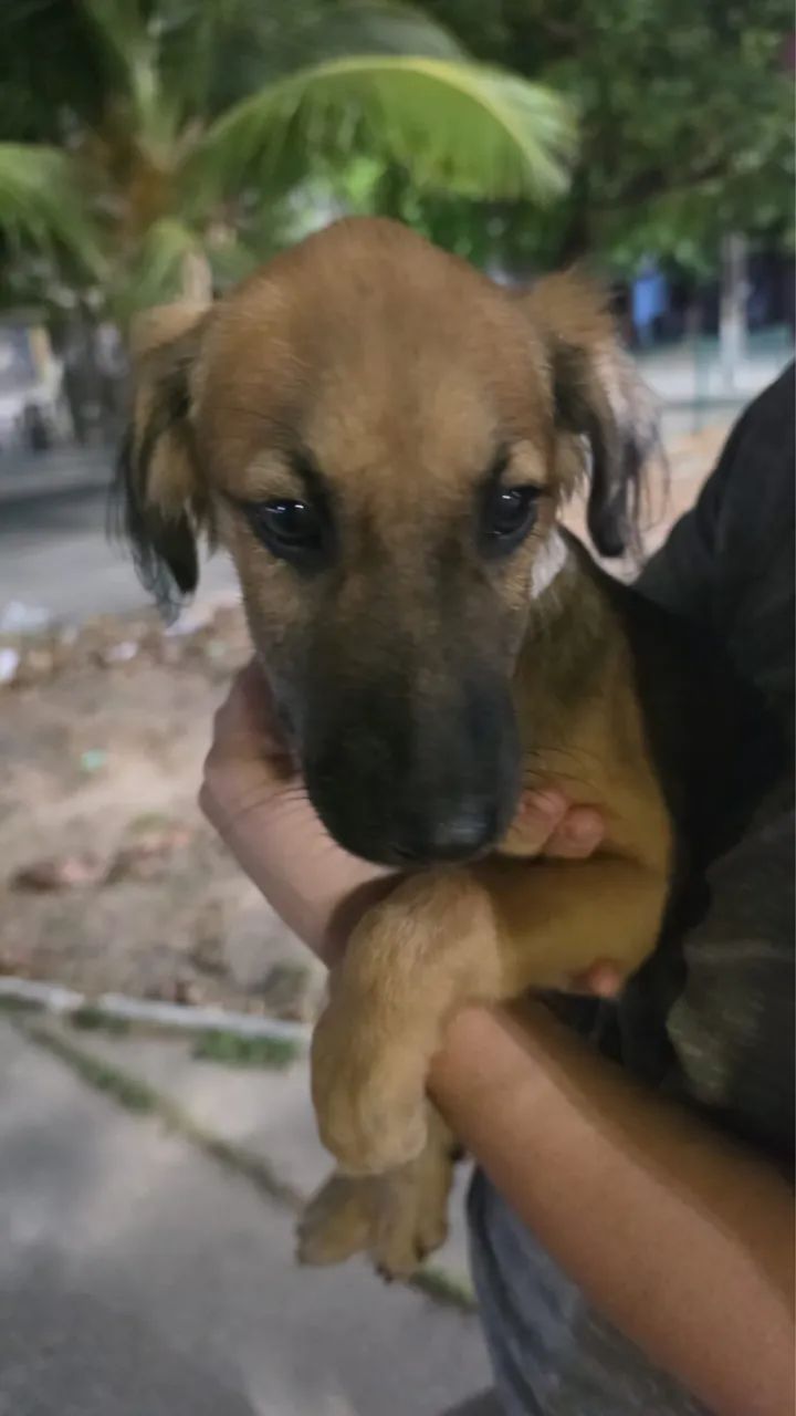 Cachorrinha para adoção responsável  - Foto 2