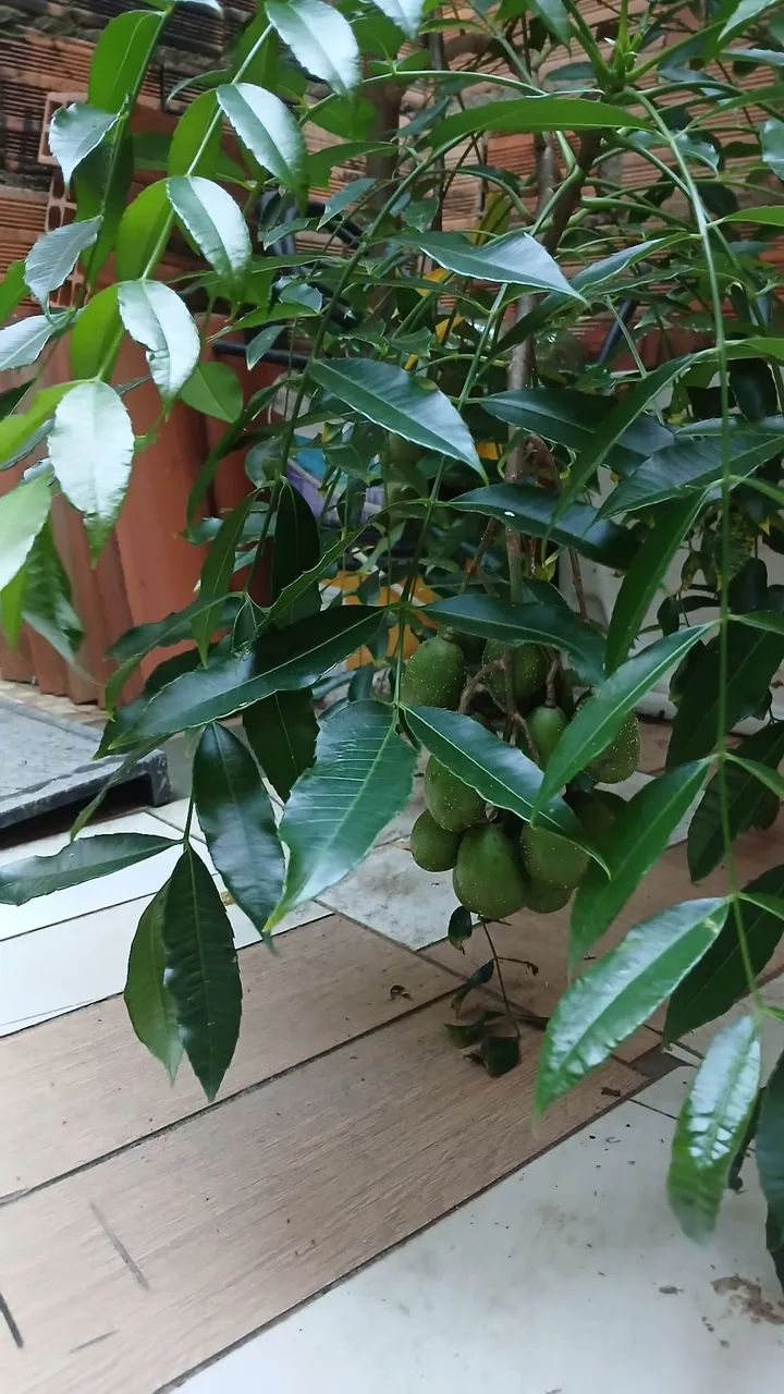 Pé de cajarana Anã - Foto 3