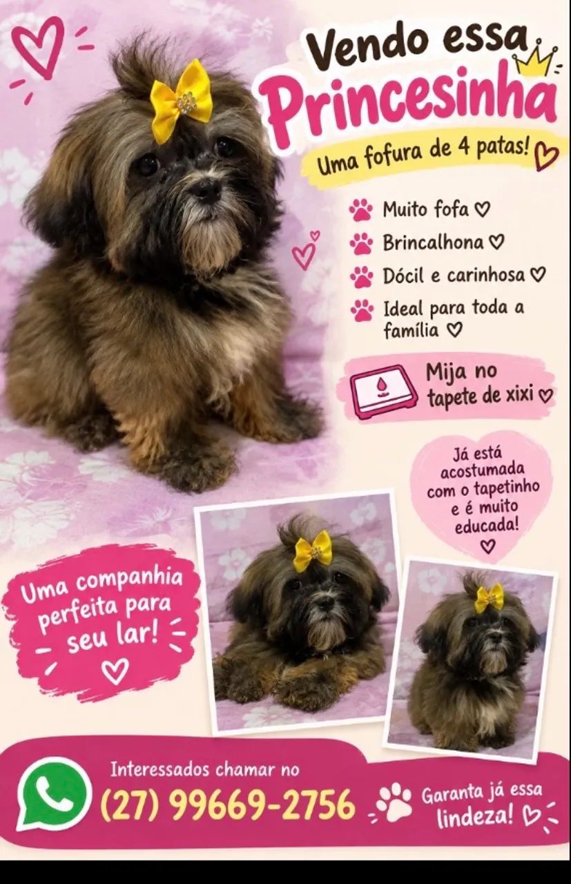 Vendo cachorrinha shitzu 