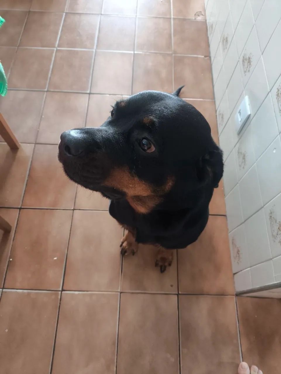 Doação de Rottweiler  - Foto 2