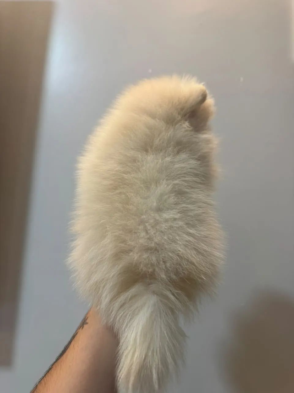 Lulu Anão  - Foto 3