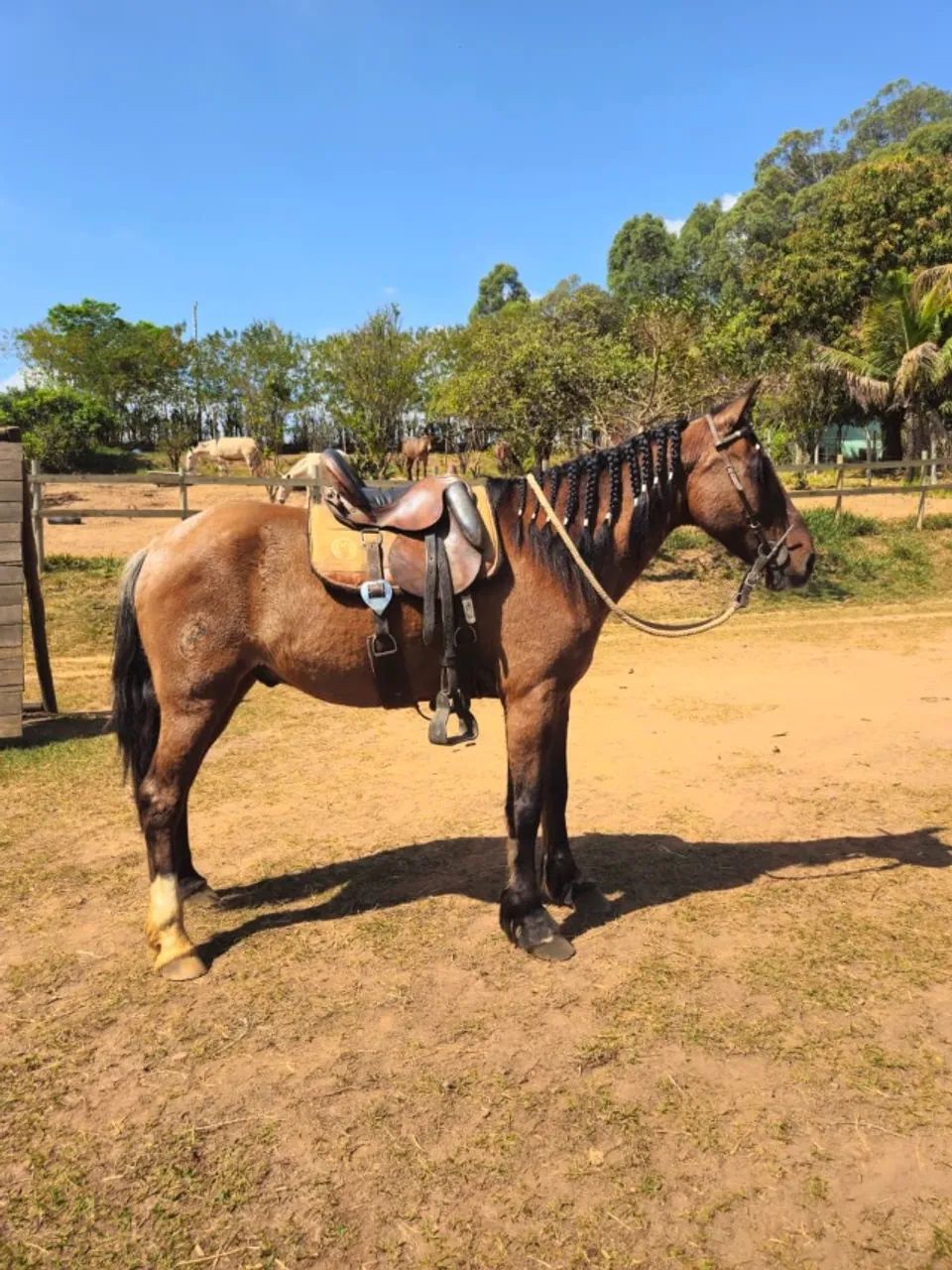 Cavalo marcha picada - Foto 4