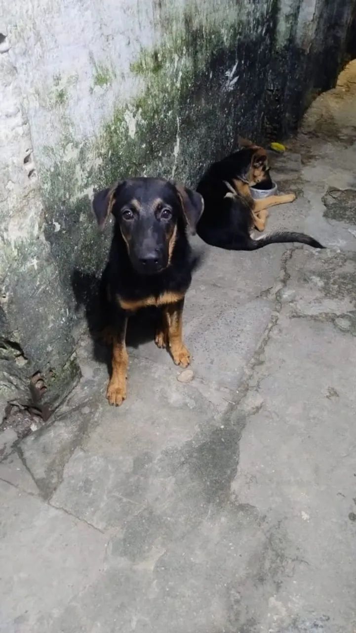Adoção responsável  - Foto 3