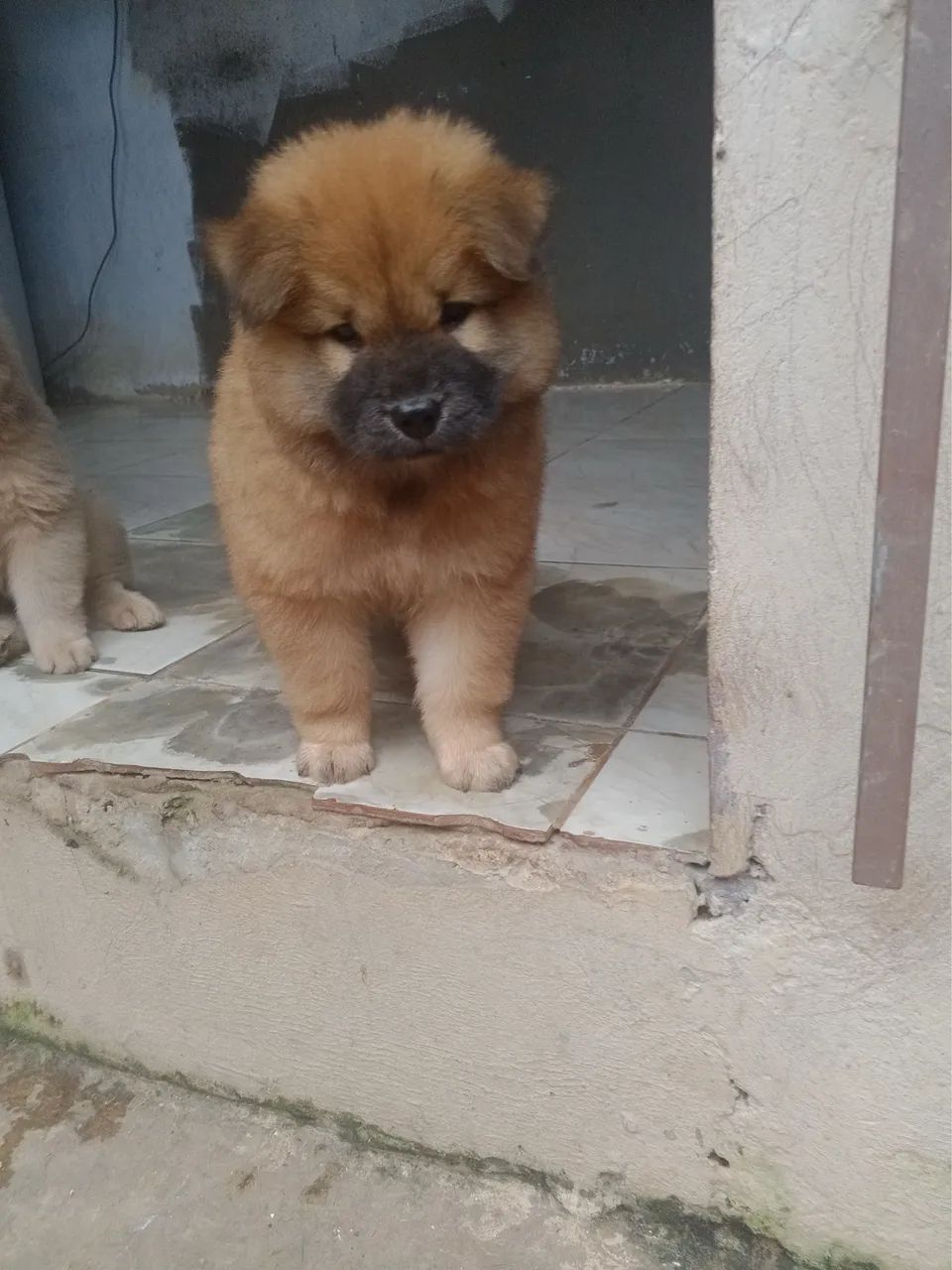 Filhote chow chow macho  - Foto 3