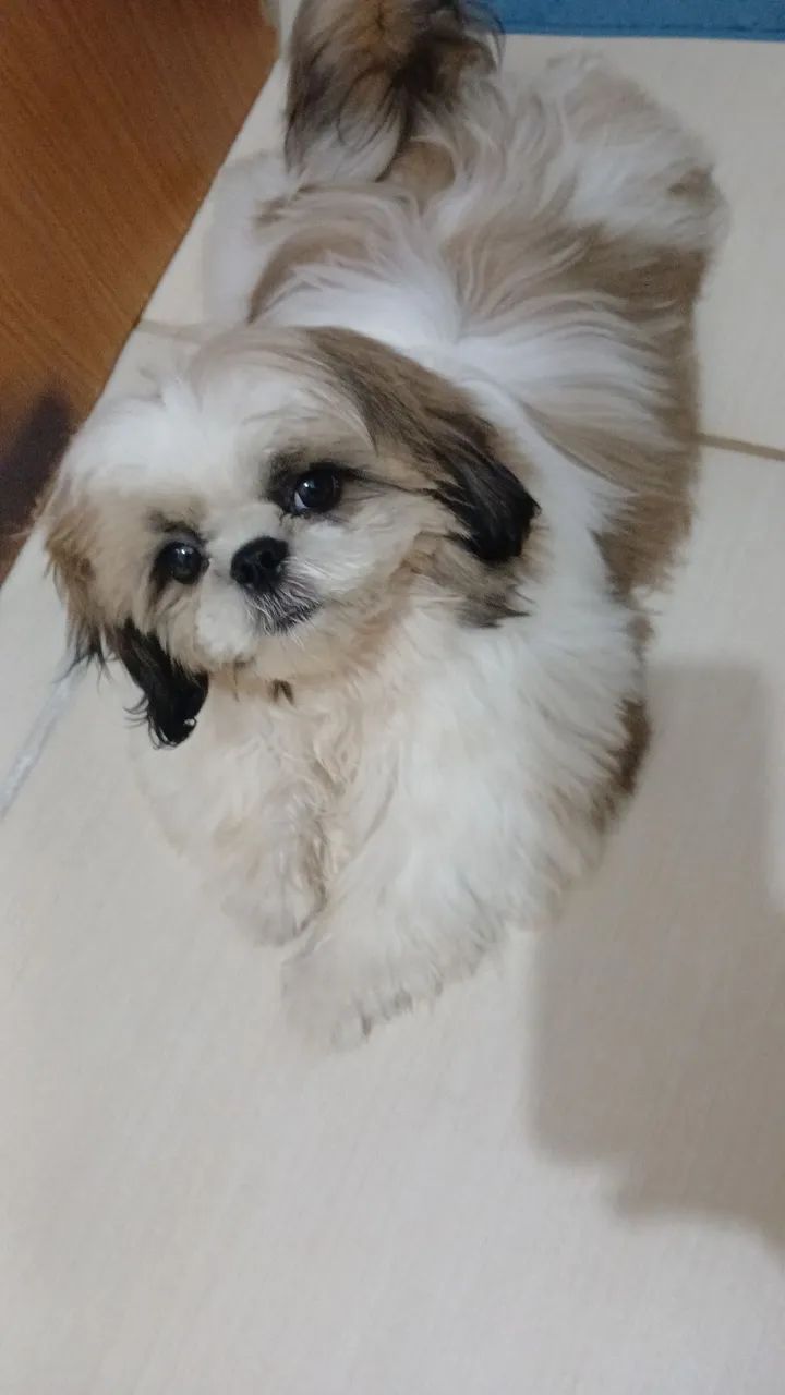 Cachorro shih tzu - Foto 4