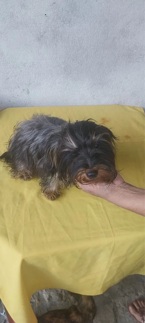Yorkshire Terrier  - Foto 2
