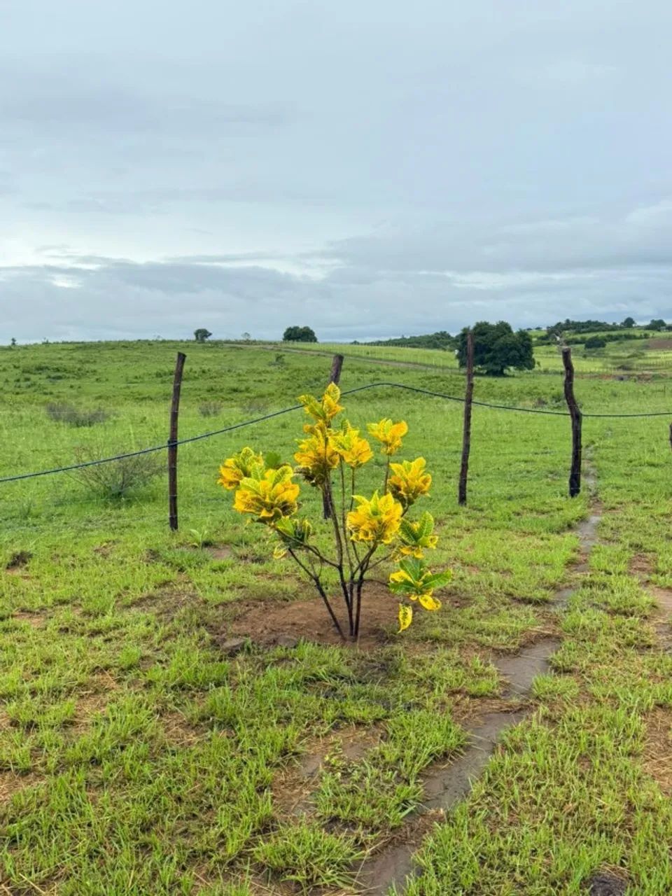 CHACARAS DO BREJO 8.000M² - Foto 3