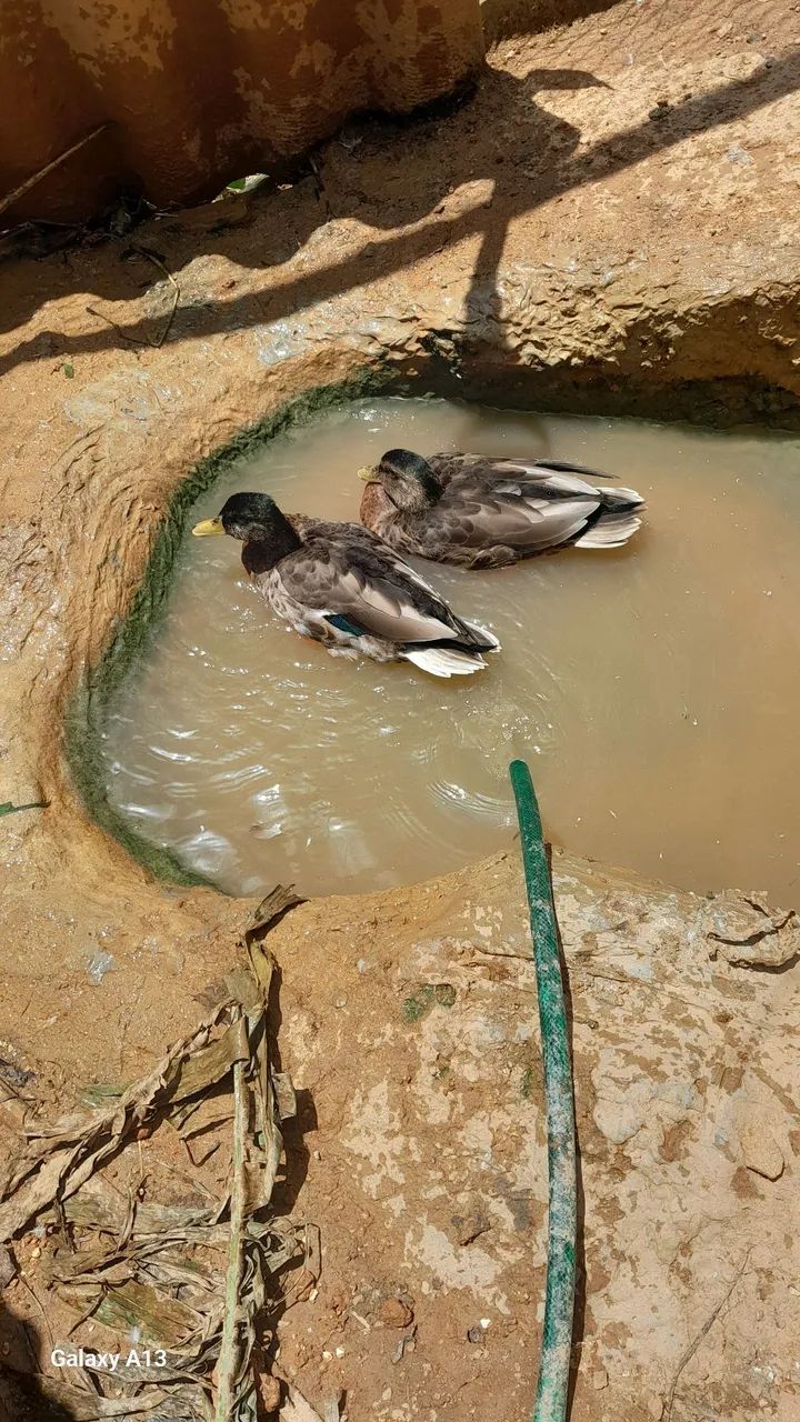 Pato lindo  - Foto 4