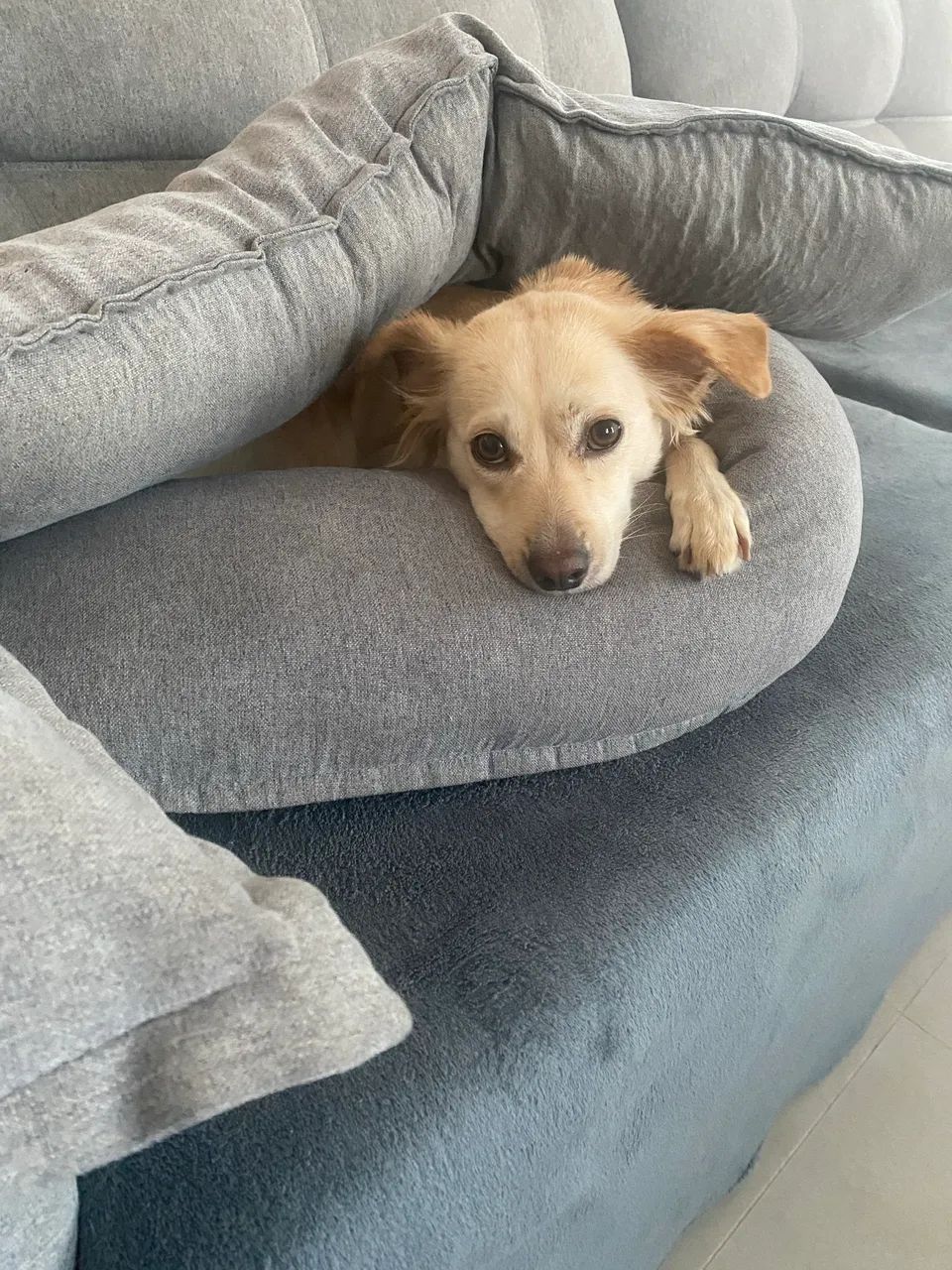 Adoção responsável - Foto 2